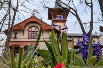 Historische Villa mit Fachwerkelementen im Hintergrund, im Vordergrund blühende Frühlingsblumen wie Hyazinthen und Primeln; kahle Bäume rahmen die Szene bei bewölktem Himmel.